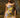 Moonflower - Valencia Dress - Pre Order